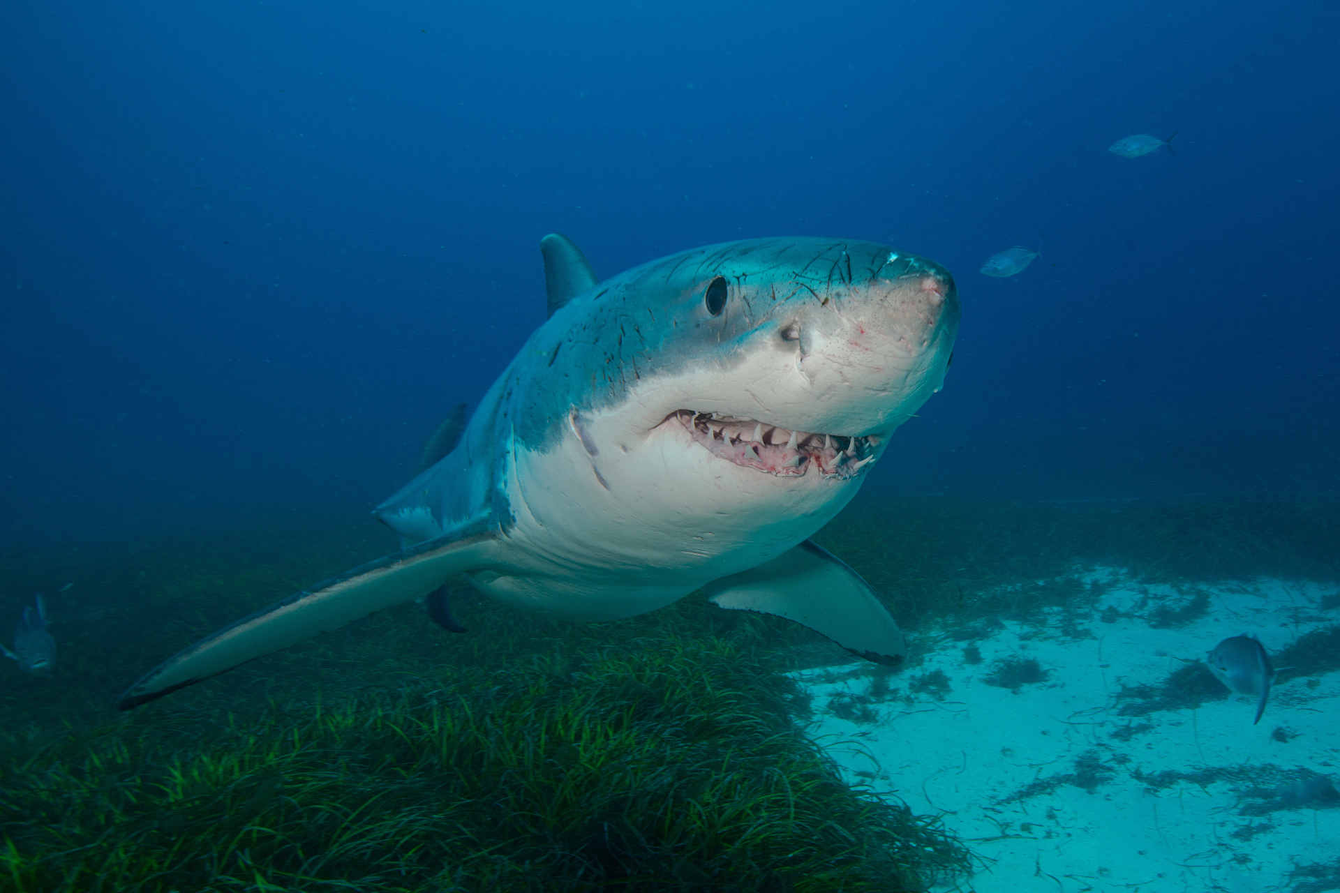 Gli squali hanno punto di ritrovo in mezzo all'oceano