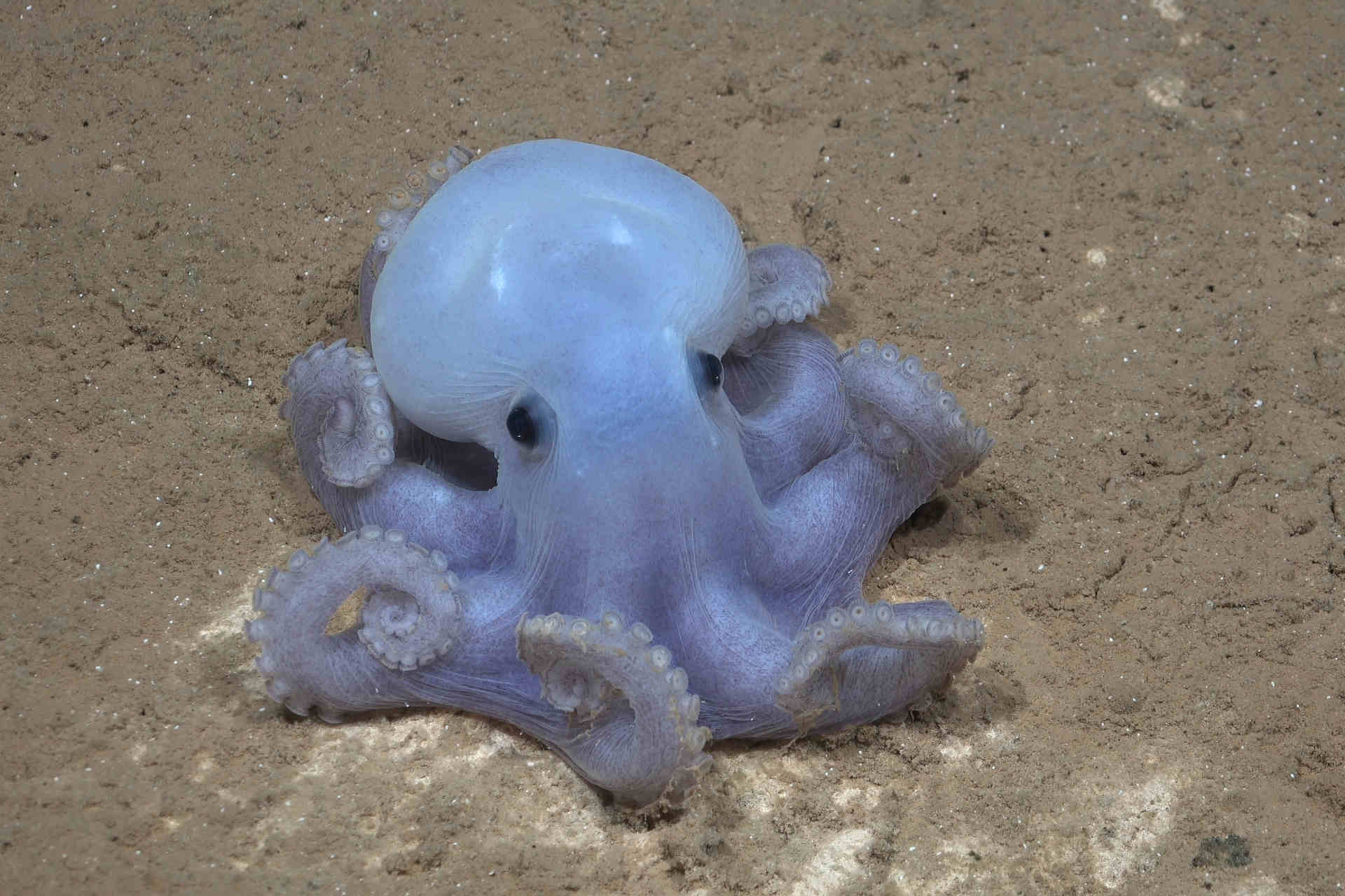 Nuove specie nelle acque internazionali al largo di Cile e Perù