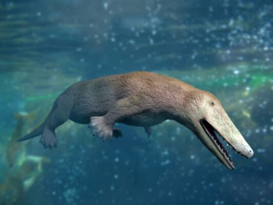 Una nuova scoperta sulla straordinaria evoluzione dei cetacei