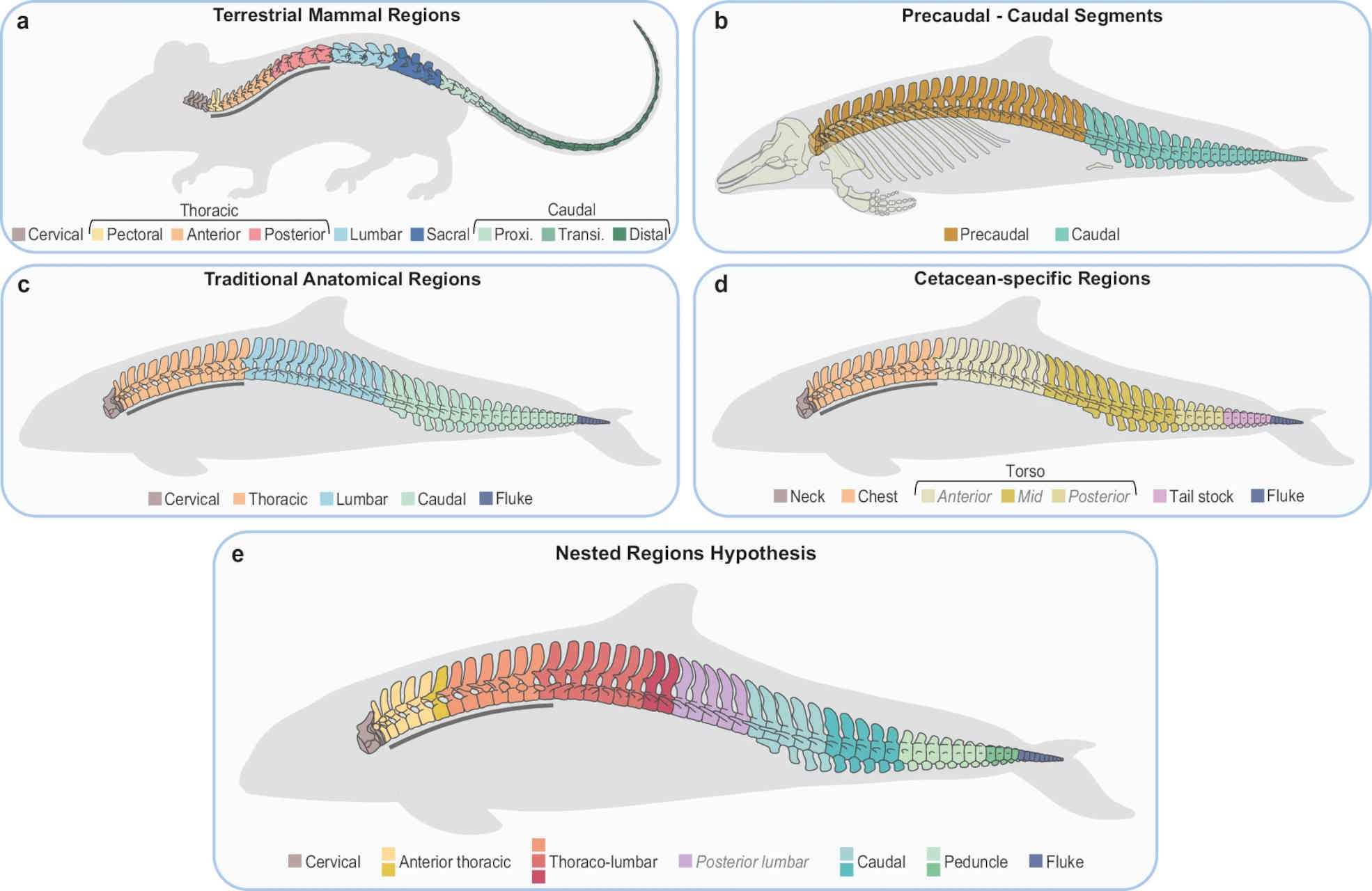 Come è evoluta la colonna vertebrale dei cetacei?
