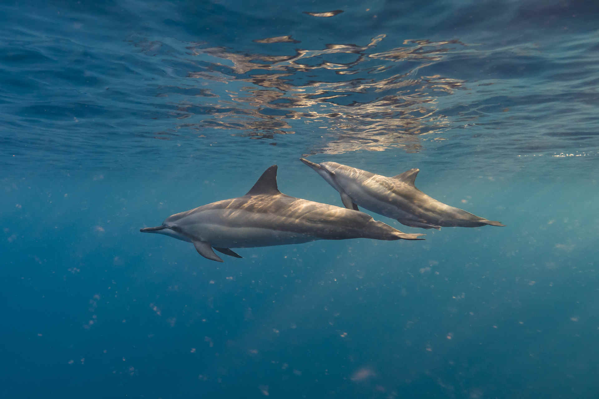 Come è organizzata la colonna vertebrale dei cetacei