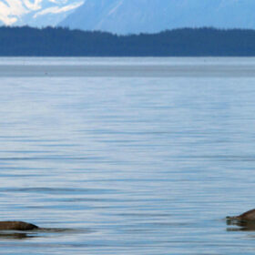 La sorprendente diversità genetica delle focene d’Alaska