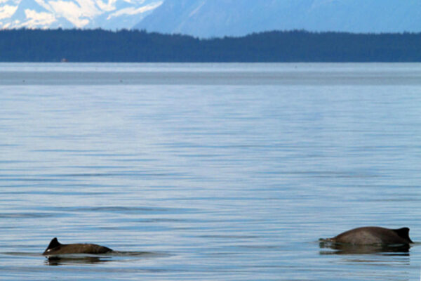 La sorprendente diversità genetica delle focene d’Alaska