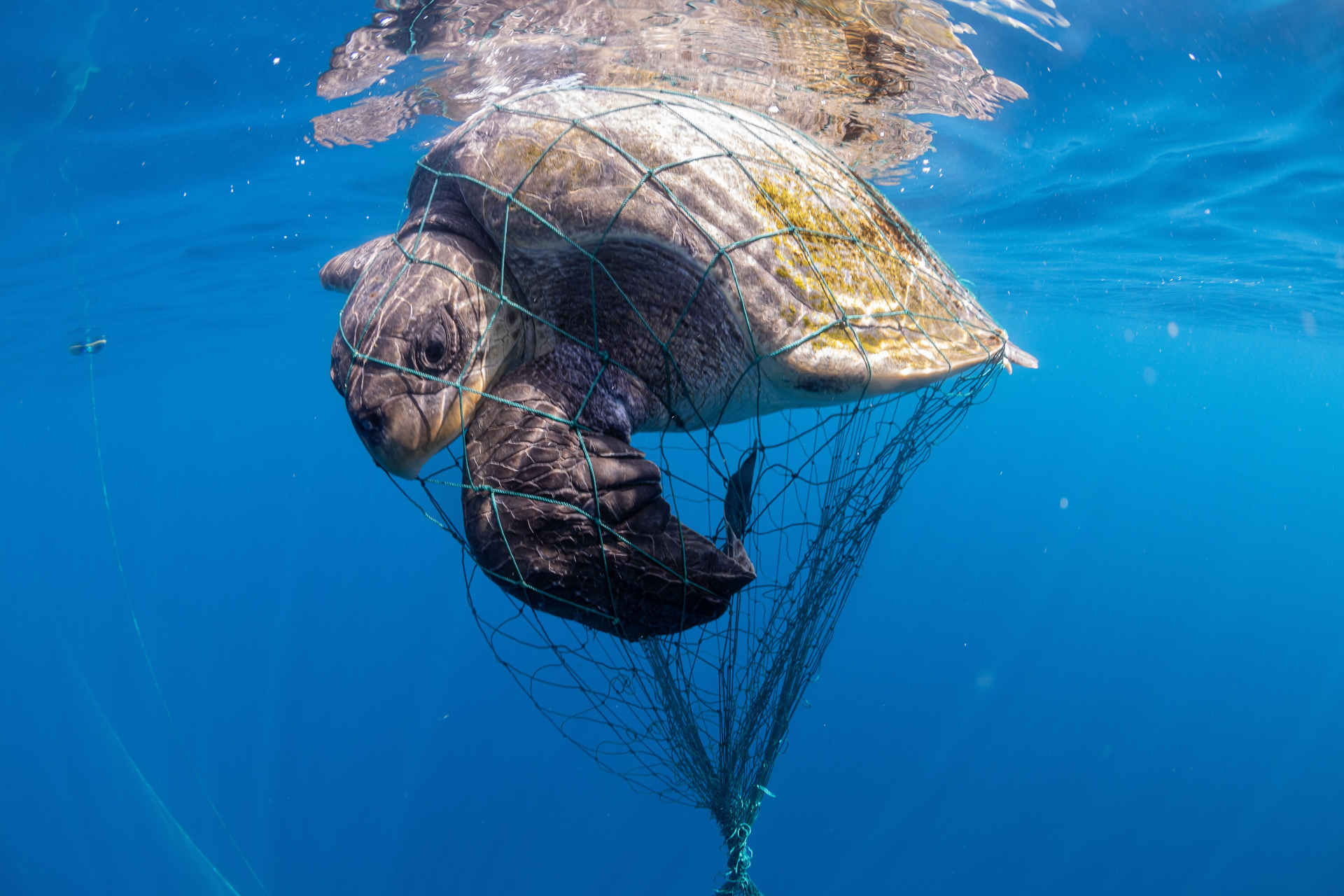 La pesca illegale è ancora una realtà nel Mediterraneo