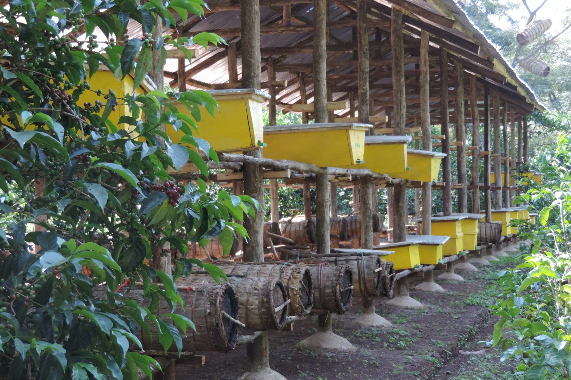 GIC: agricoltura sostenibile e popolazioni resilienti in Etiopia