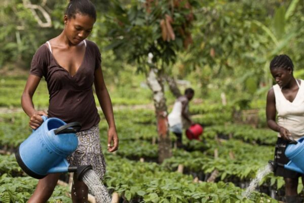 Satocao, rifiorisce il cacao di São Tomé fra tradizione e futuro