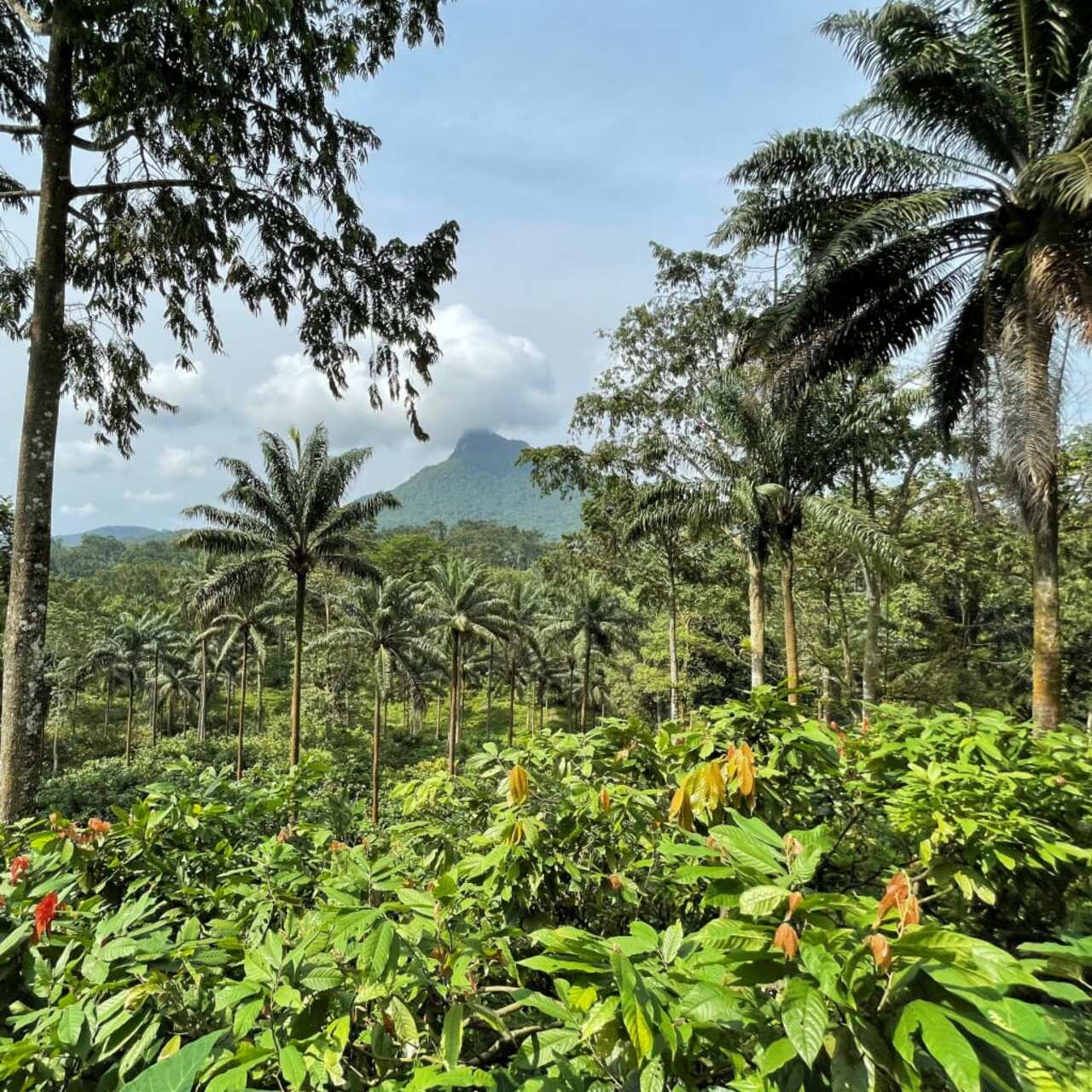 Satocao: le piante autoctone di cacao di São Tomé, selezionate con cura, rappresentano un patrimonio unico