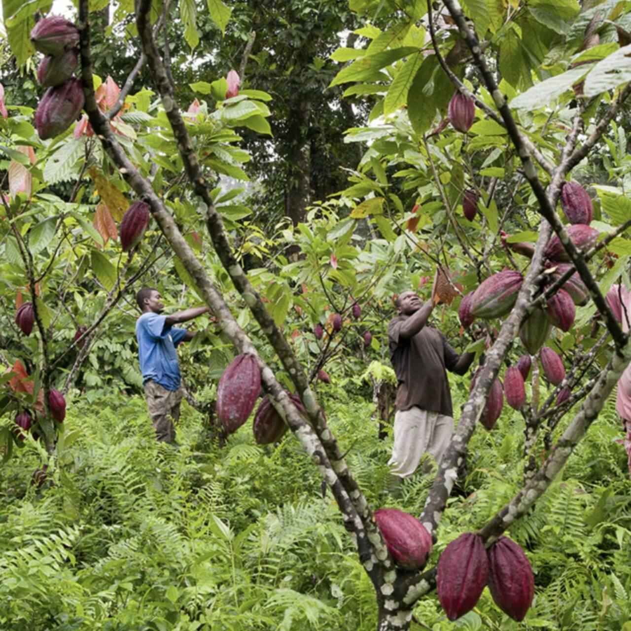 Satocao: le piante autoctone di cacao di São Tomé, selezionate con cura, rappresentano un patrimonio unico