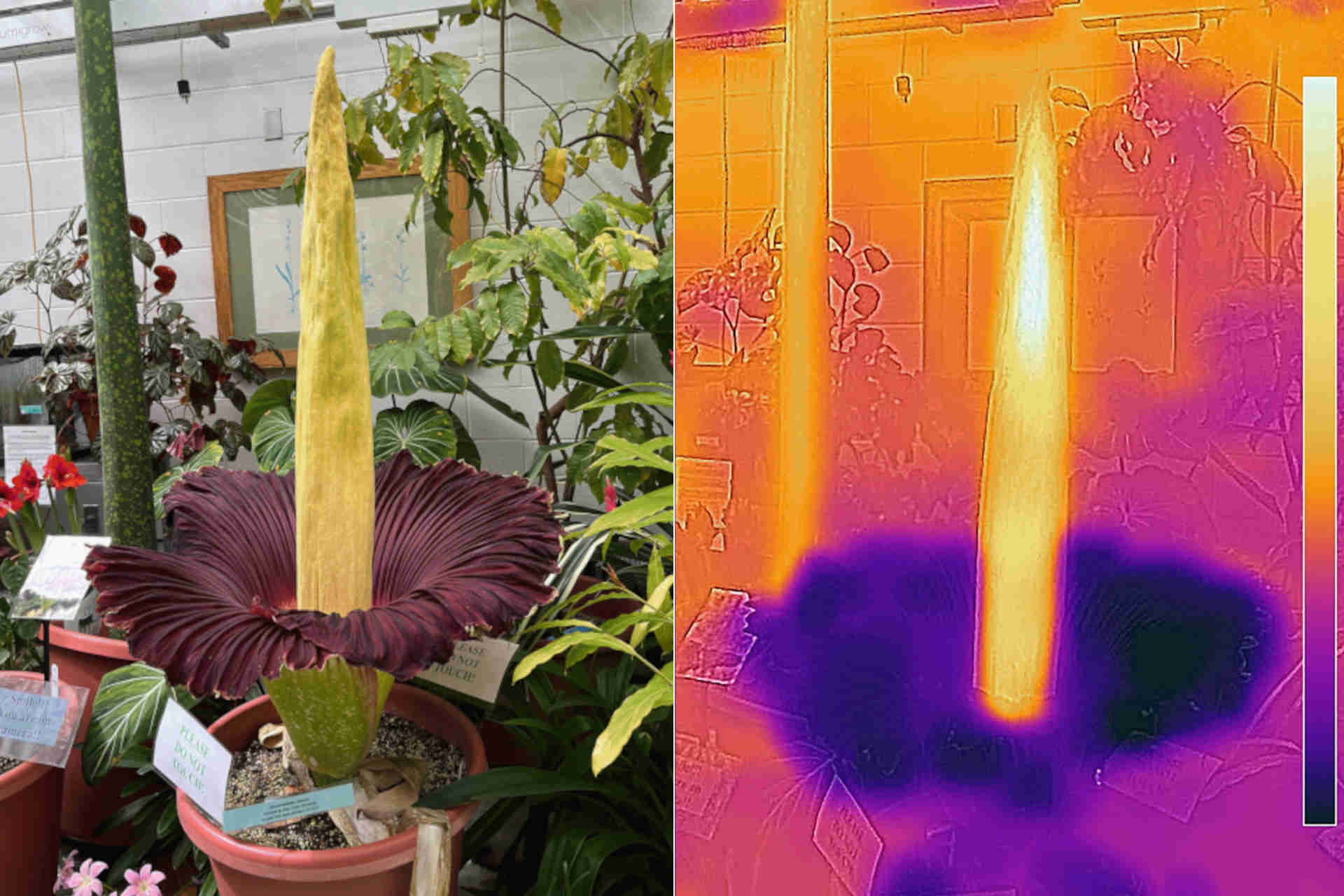 Perché l'aro titano si riscalda durante la fioritura?