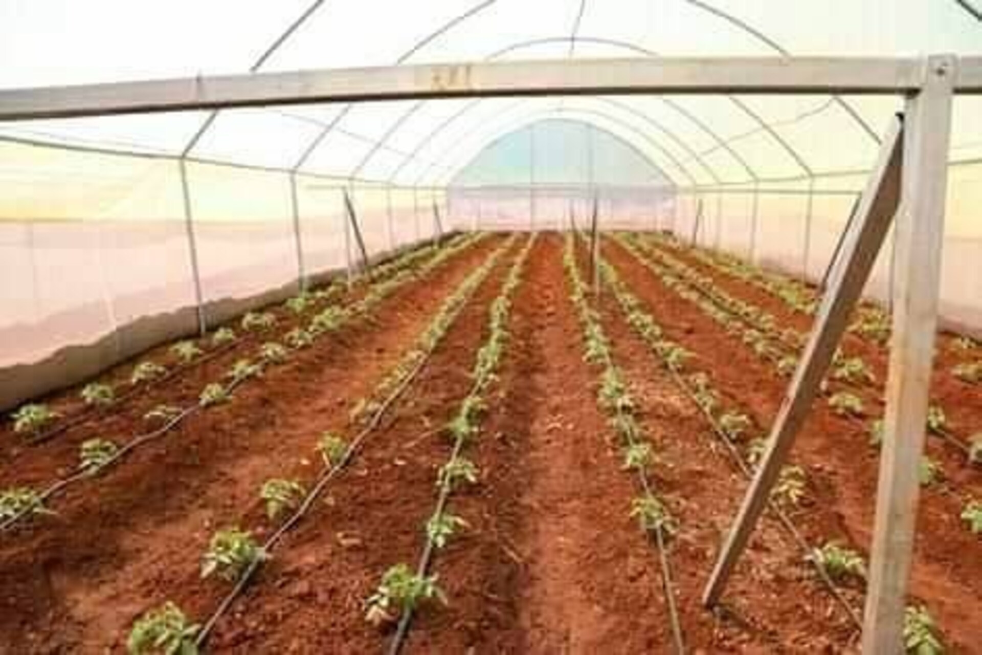 Ruanda: l’agricoltura pilastro dell’economia