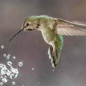 Un’ala robotica ispirata ai colibrì per rilevare il vento