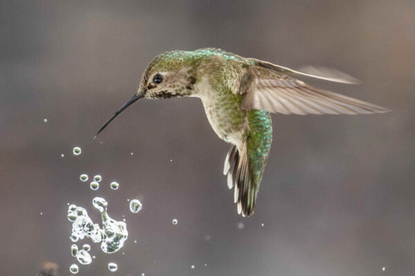 Il piccolo robot che imita le ali di un colibrì