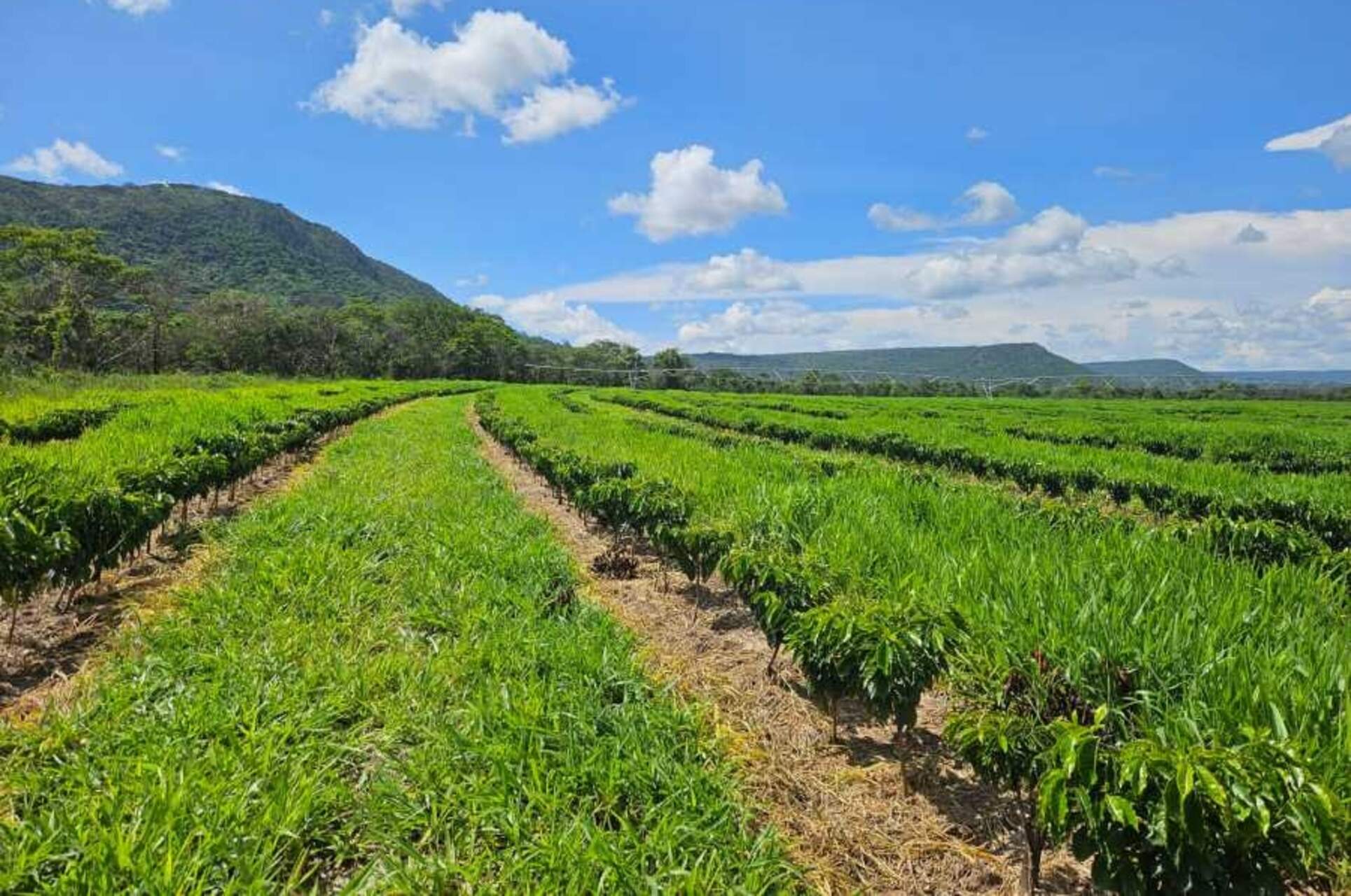 Caffè in Zambia: i campi coltivati della Mount Sunzu Coffee si estendono per 115 ettari