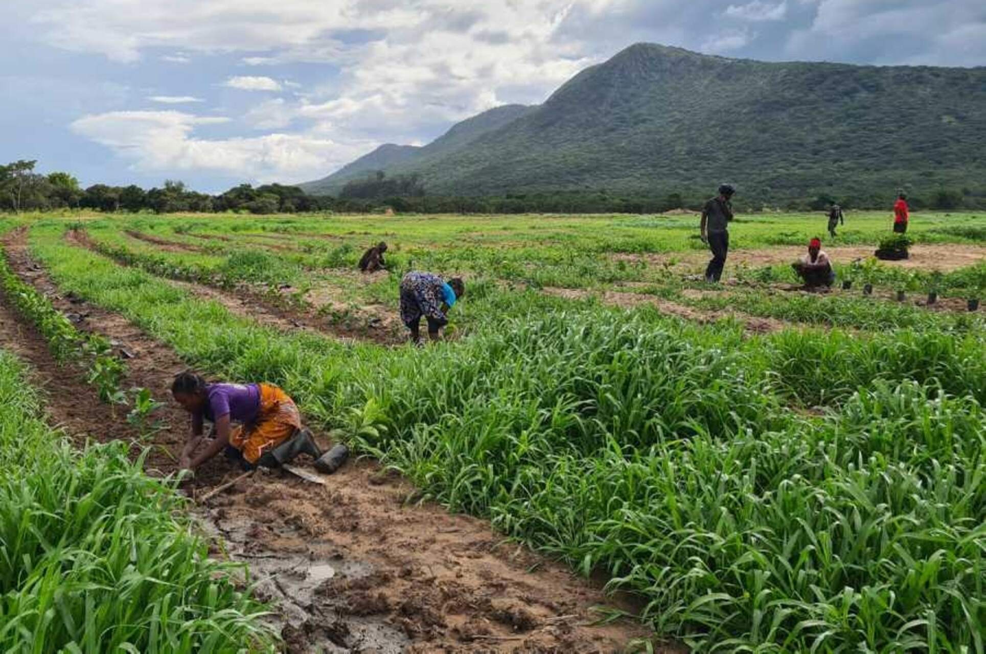 Caffè in Zambia: lavoratori locali impegnati nella raccolta manuale delle ciliegie