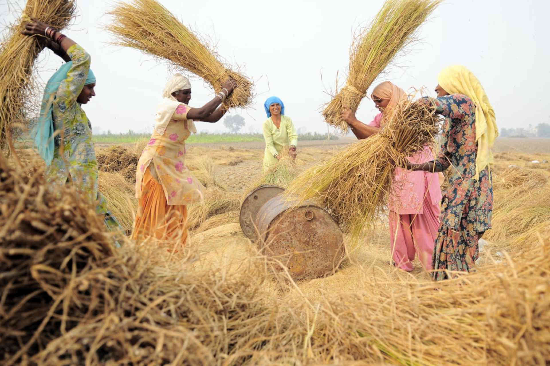 India, le perdite di raccolto causate dal carbone