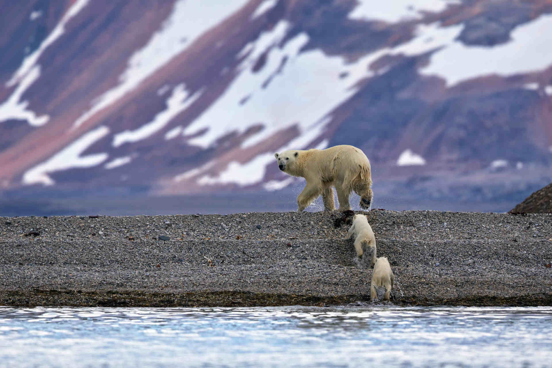 Sopravvivenza degli orsi polari: i cuccioli sono i più a rischio