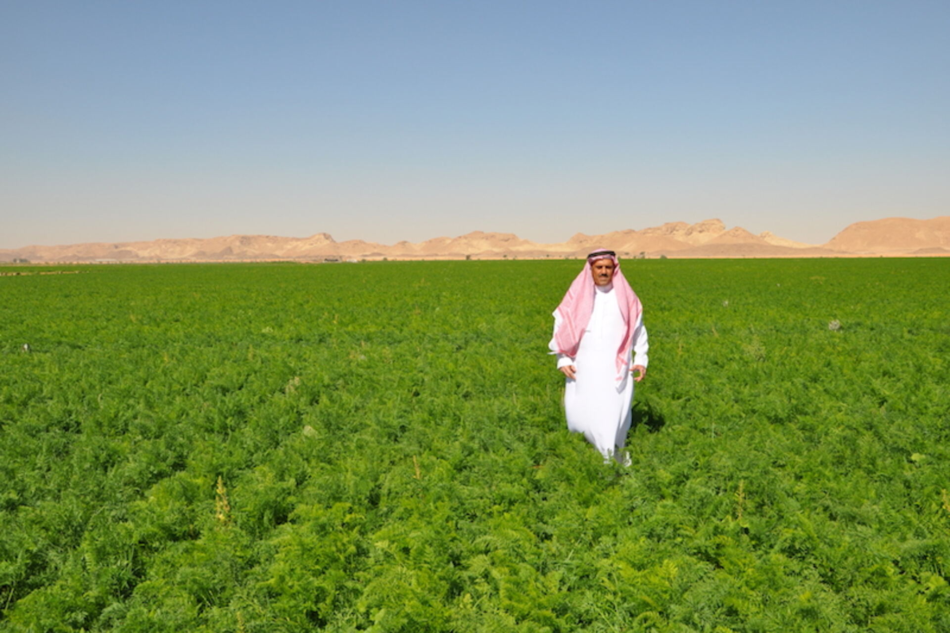 Potenza agricola high-tech: nel campo di Al Fawaz in Arabia Saudita si coltivano carote biologiche