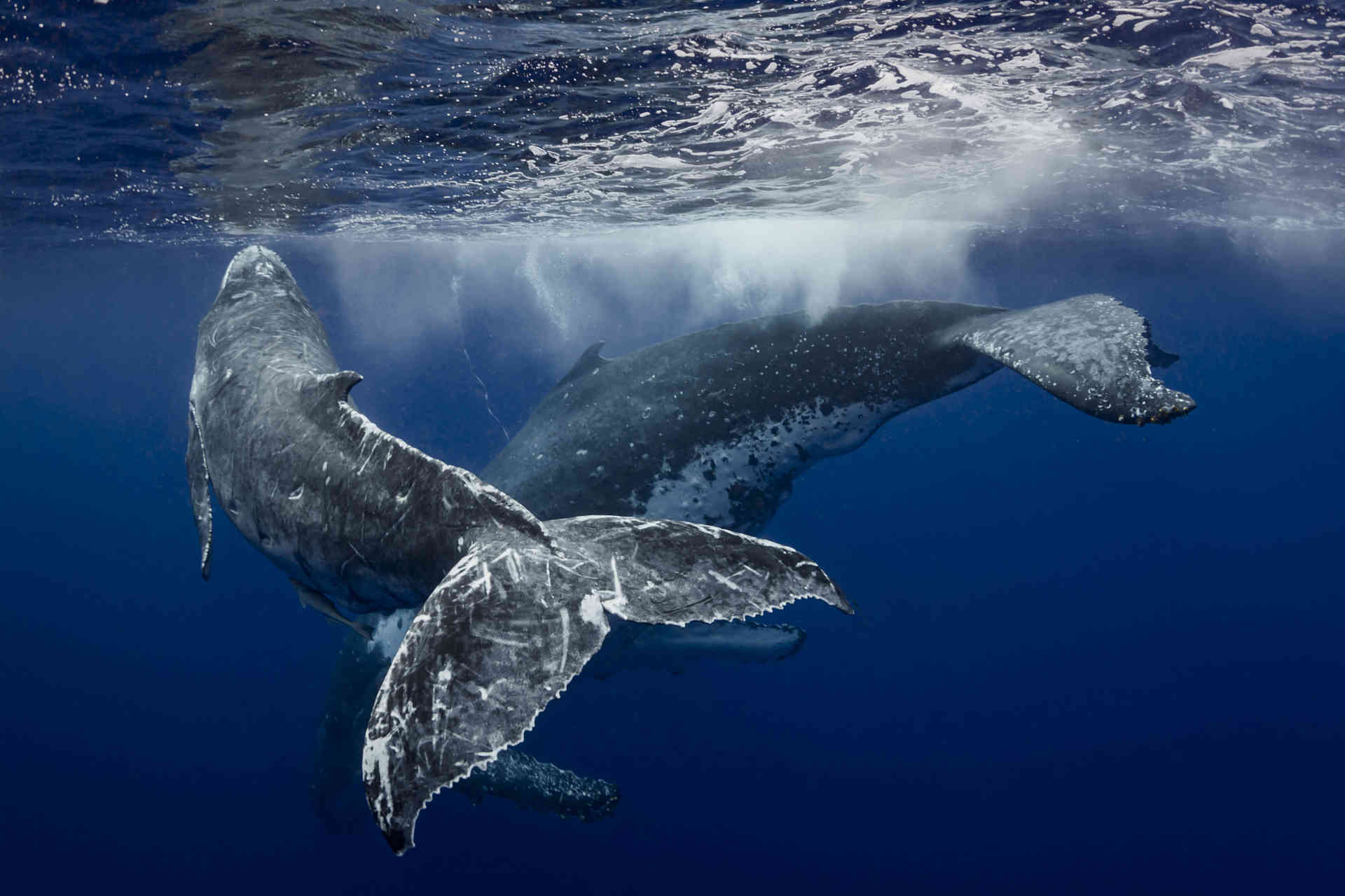 L'impatto delle balene sul pianeta