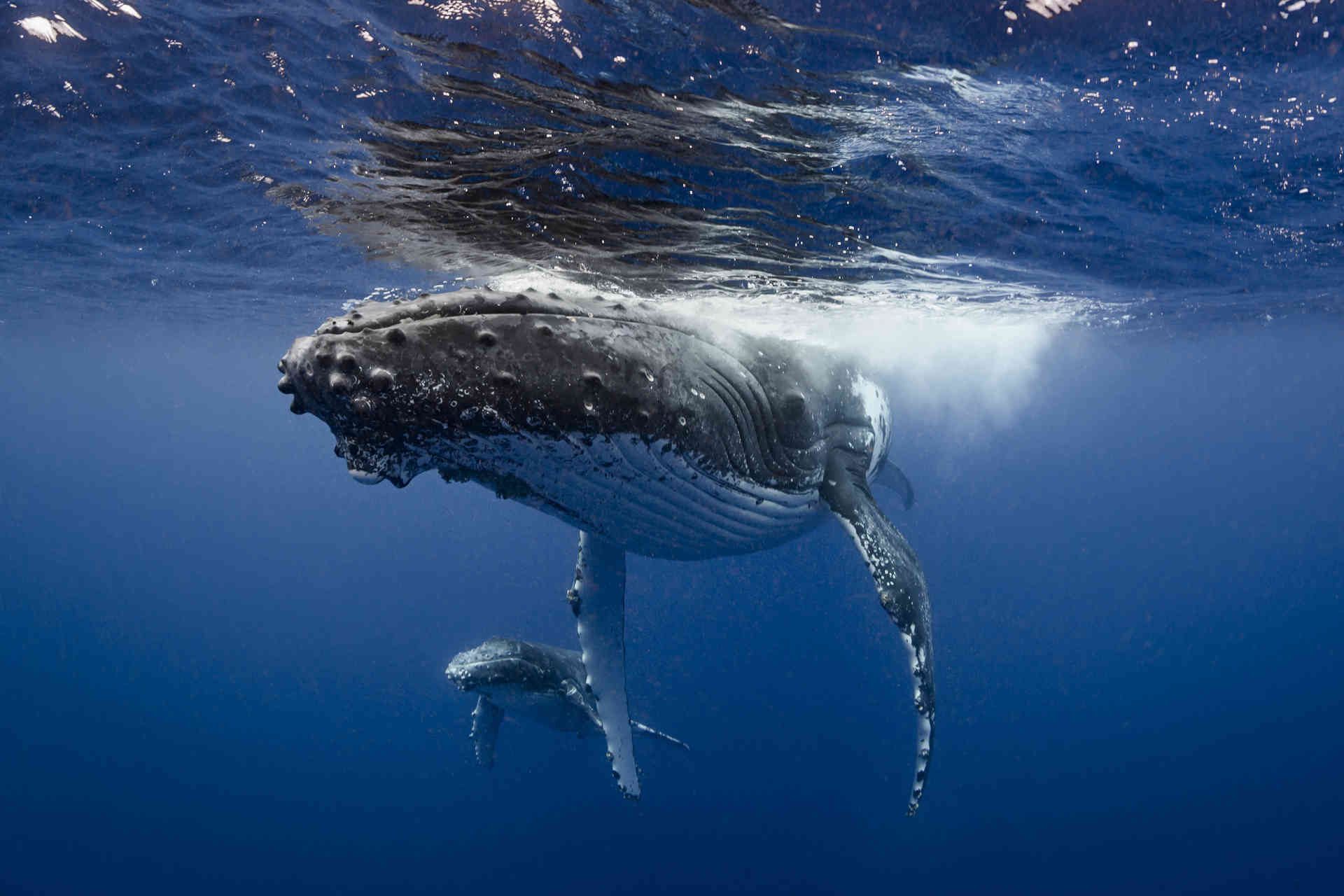 L'impatto della pipì delle balene sull'oceano