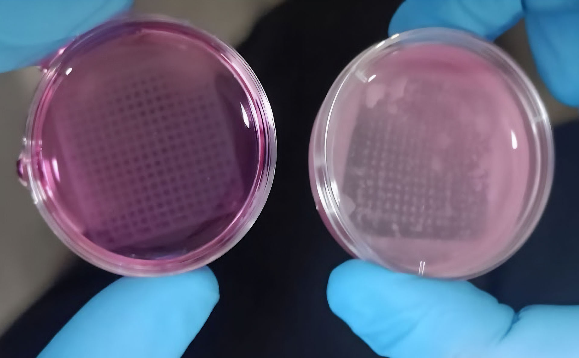 Sviluppata una pelle in 3D che può sostituire gli animali nei test dei cosmetici