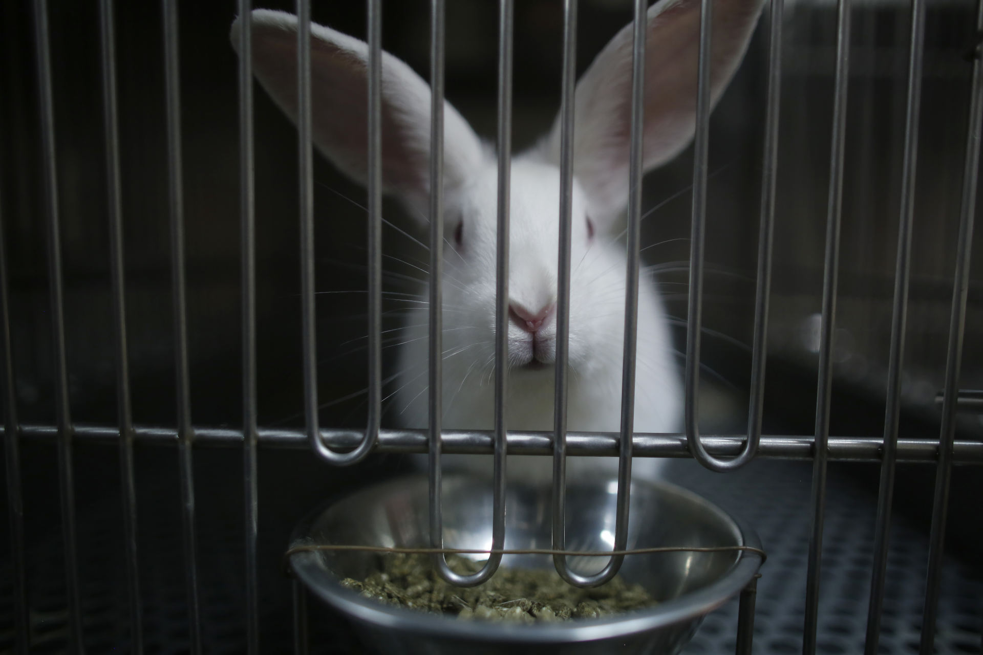 L'ingegneria dei tessuti potrebbe aiutarci a eliminare i test sugli animali
