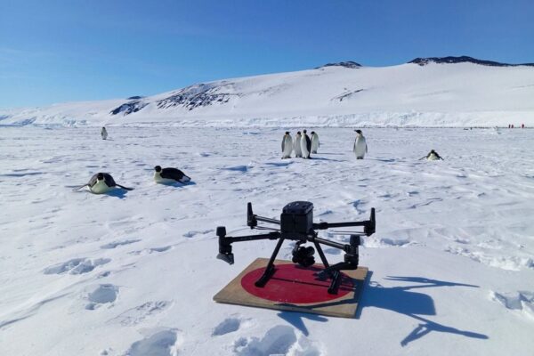 Pinguïns en AI: de slimme manier van monitoren in Antarctica