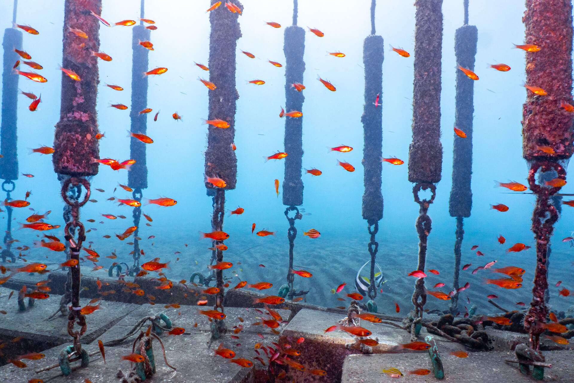 Squali: il progetto “SharkSafe Barrier Technologies” attuato in Sudafrica