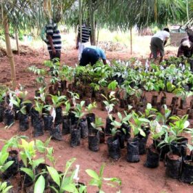 Bambù e innovazione per rigenerare le terre del Camerun