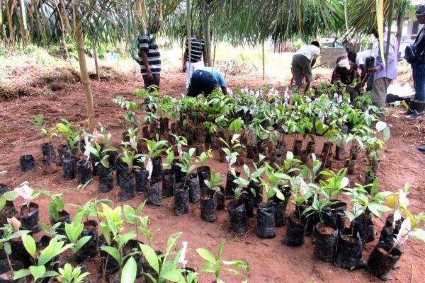 Bambù e innovazione per rigenerare le terre del Camerun