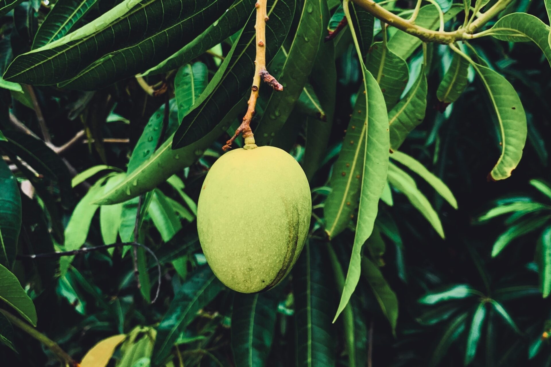 Blockchain ad Haiti: trasforma le pratiche agricole locali in un sistema sostenibile e innovativo, consentendo ai produttori di diventare imprenditori e accedere a finanziamenti e opportunità