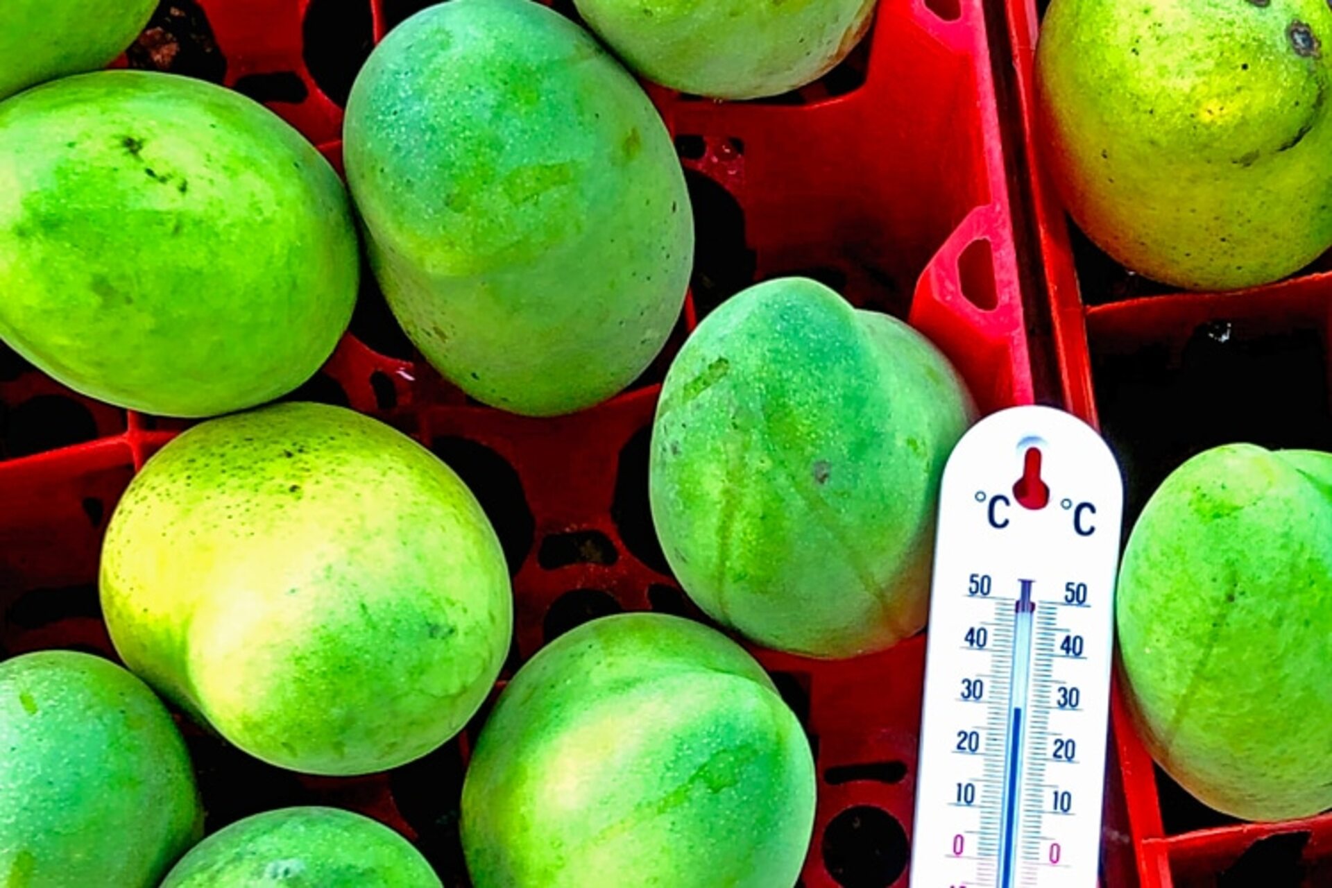 Blockchain ad Haiti: consente ai contadini di mango e cacao di esportare prodotti di qualità certificata, aumentando i guadagni e promuovendo lo sviluppo economico nelle aree più svantaggiate