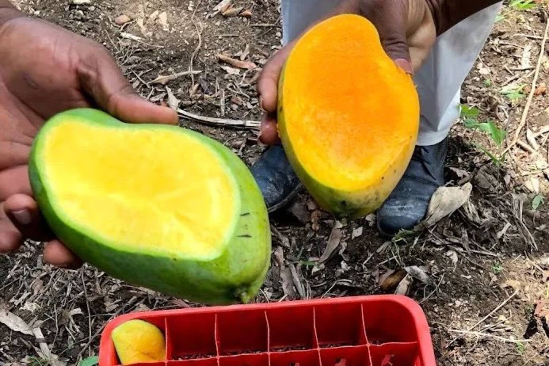 Blockchain ad Haiti: rivoluziona la filiera agricola locale migliorando trasparenza, tracciabilità e pagamenti diretti per i piccoli produttori, favorendo l’accesso ai mercati internazionali