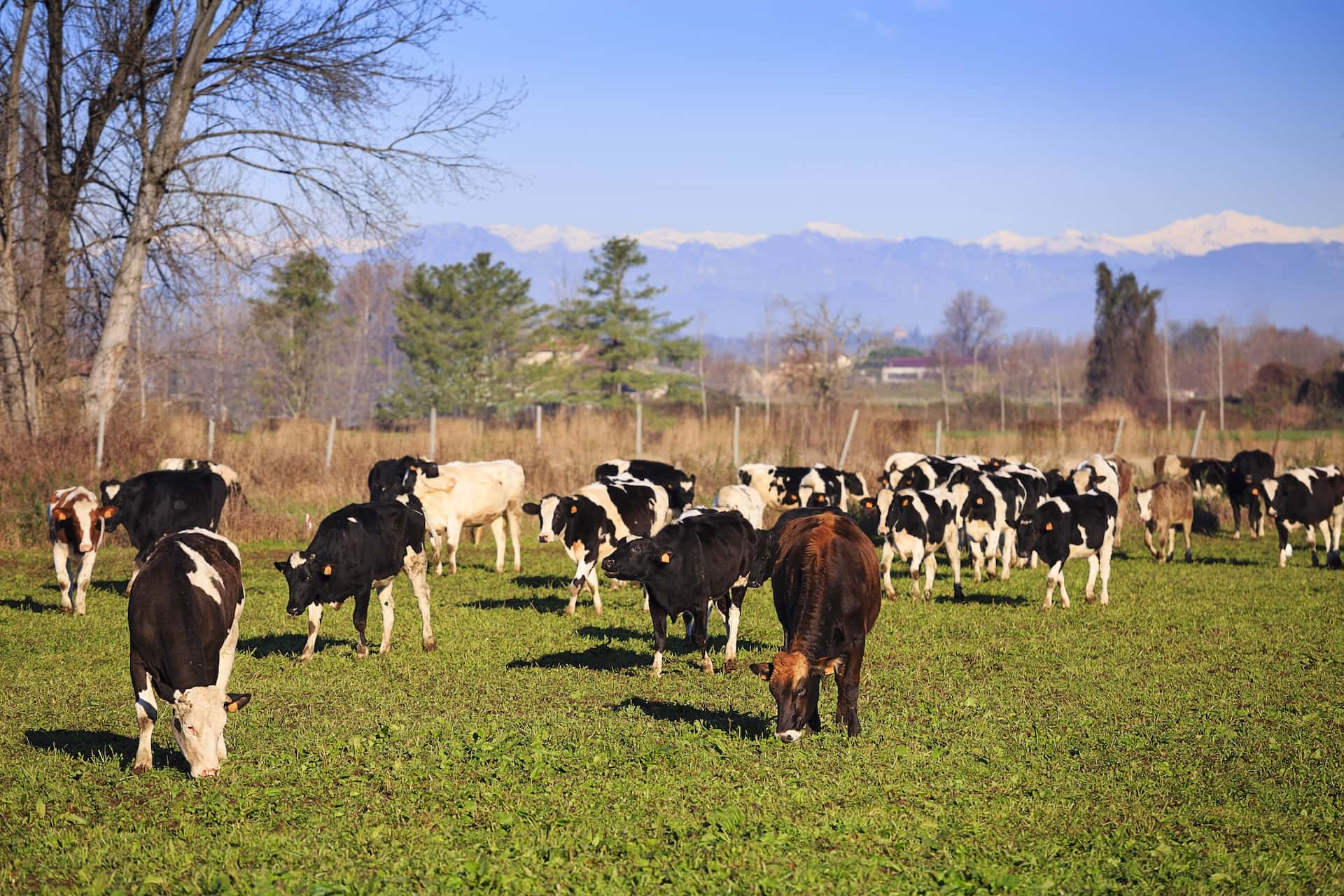 MOREGRANA: un progetto per la sostenibilità di Grana Padano