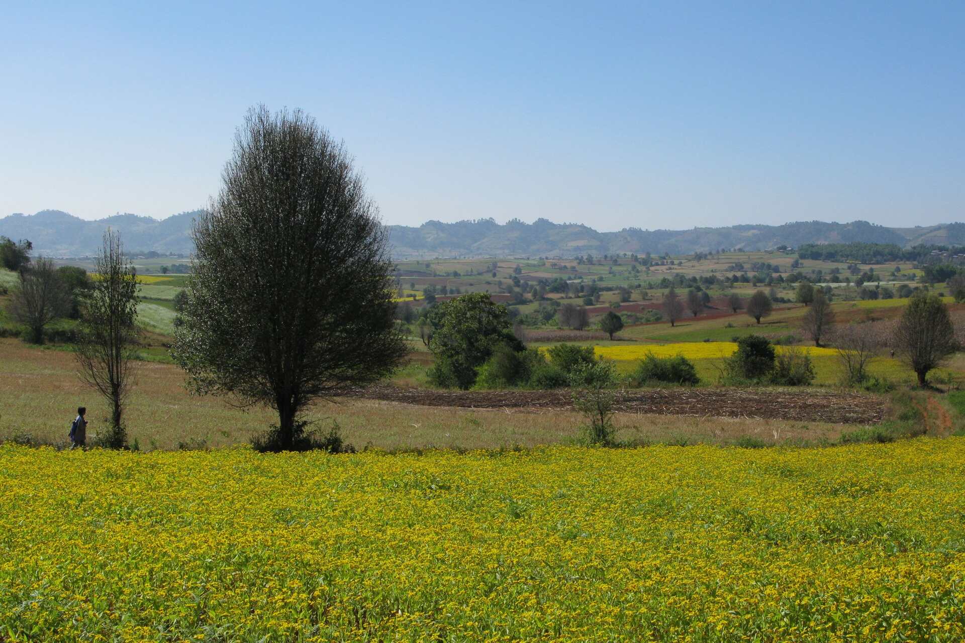 Shan: paesaggi rurali immersi nel verde dove soluzioni agricole sostenibili come pompe solari e fertirrigazione trasformano il lavoro dei piccoli agricoltori locali