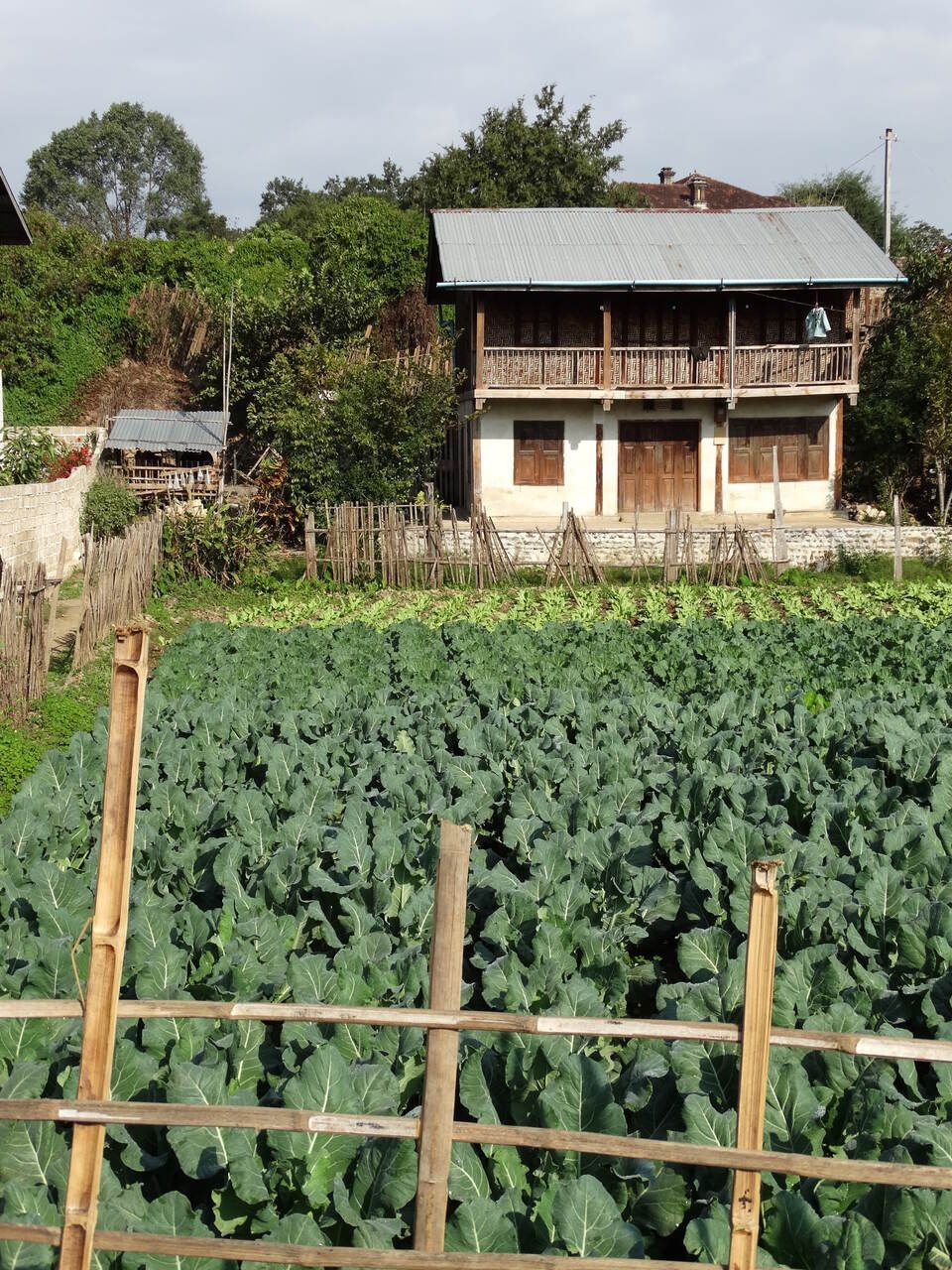 Shan: paesaggi rurali immersi nel verde dove soluzioni agricole sostenibili come pompe solari e fertirrigazione trasformano il lavoro dei piccoli agricoltori locali