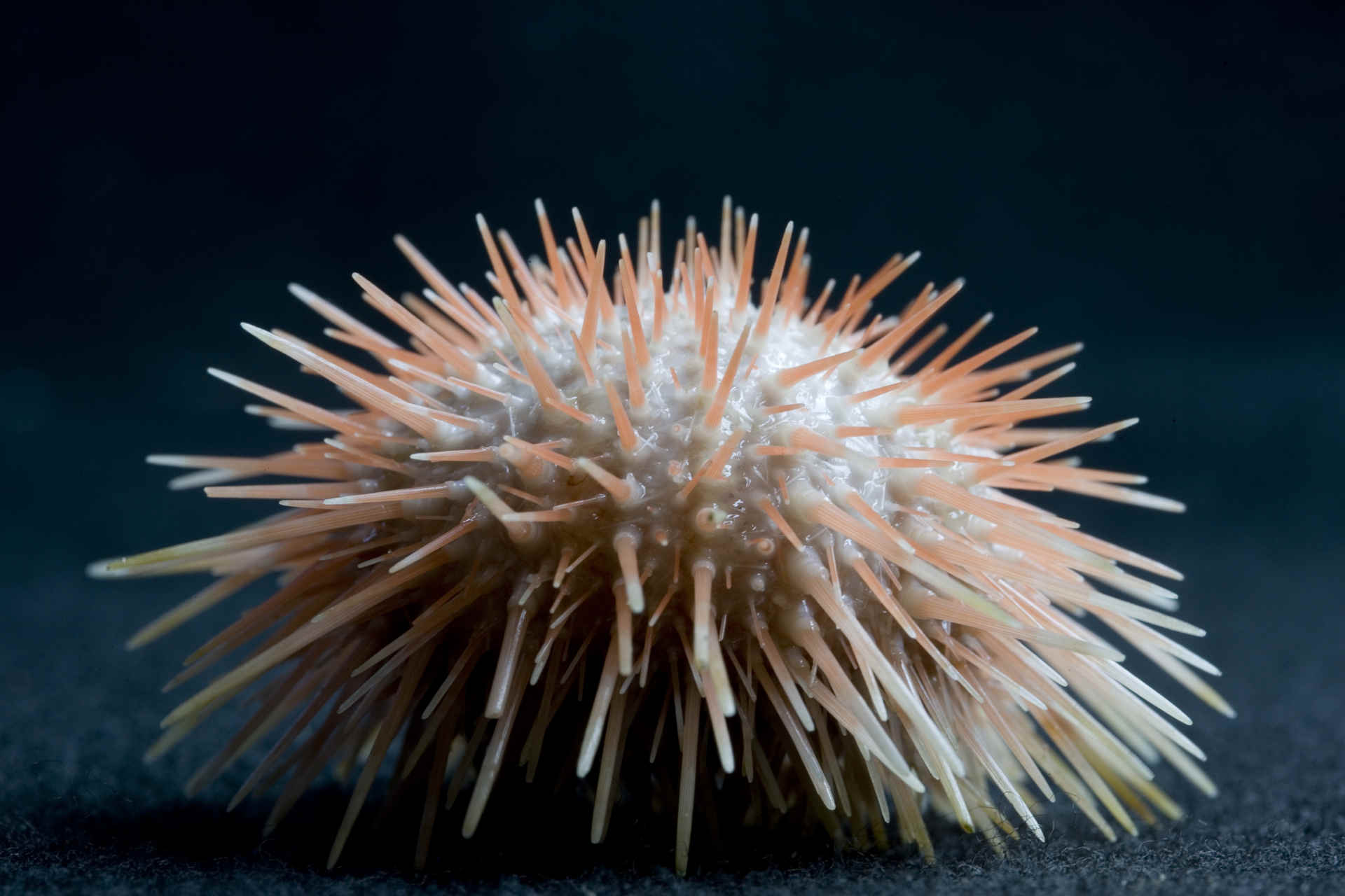 Deep-sea biobank: nasce il database globale della vita delle profondità marine