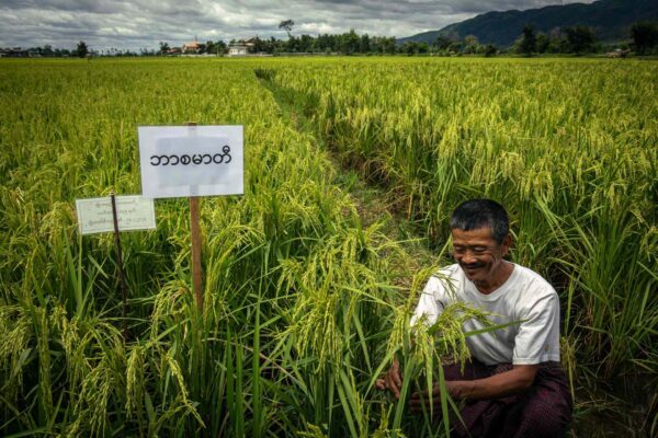 Innovazione rurale nello Shan: tecnologie per l’agricoltura verde