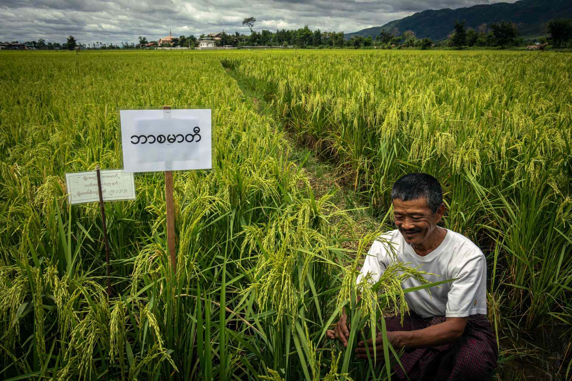 Shan: la combinazione di paesaggi naturali e soluzioni smart per l’agricoltura crea nuove opportunità di sviluppo sostenibile nelle aree colpite da crisi economiche e ambientali