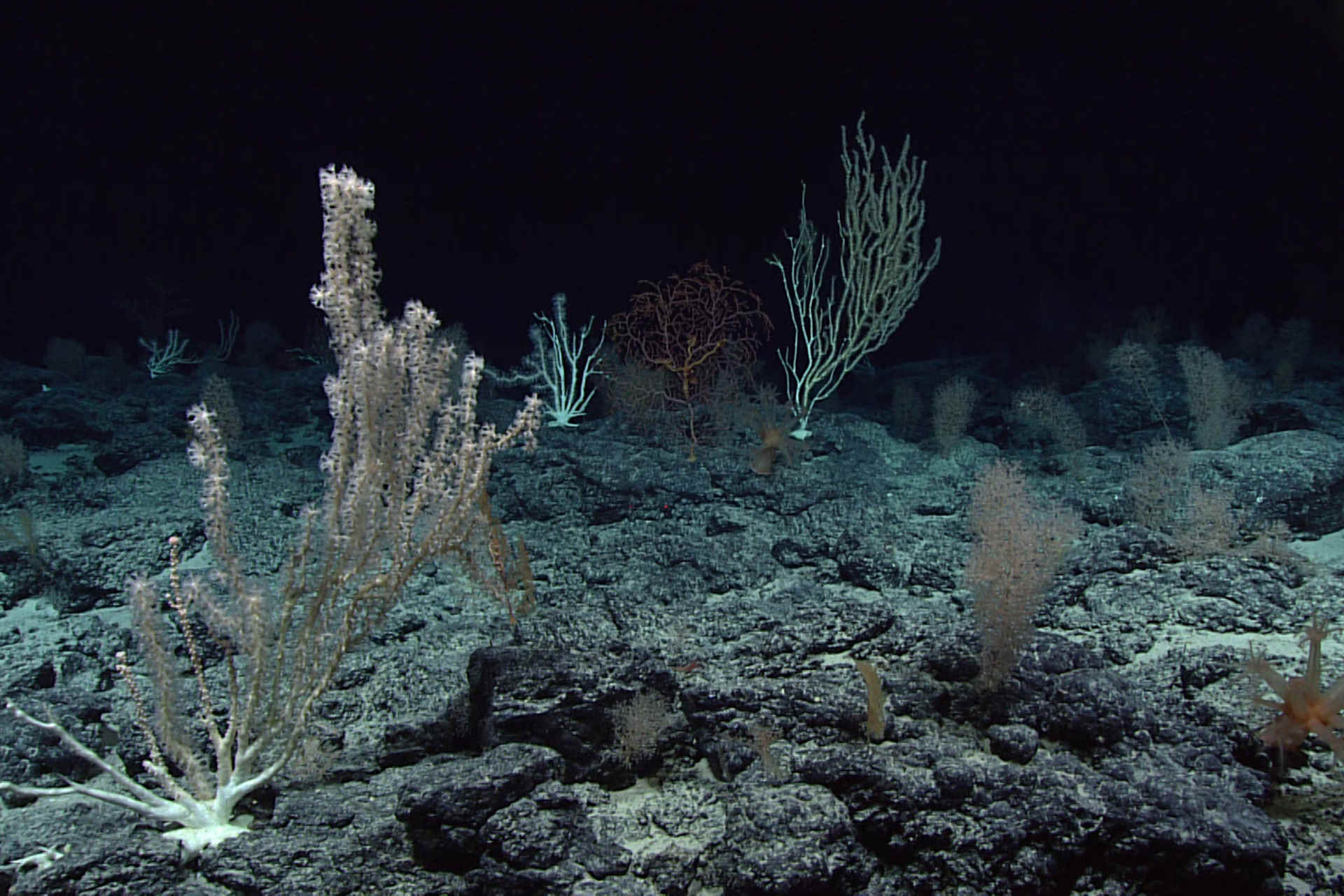 Gli scienziati di tutto il mondo alla scoperta delle profondità marine