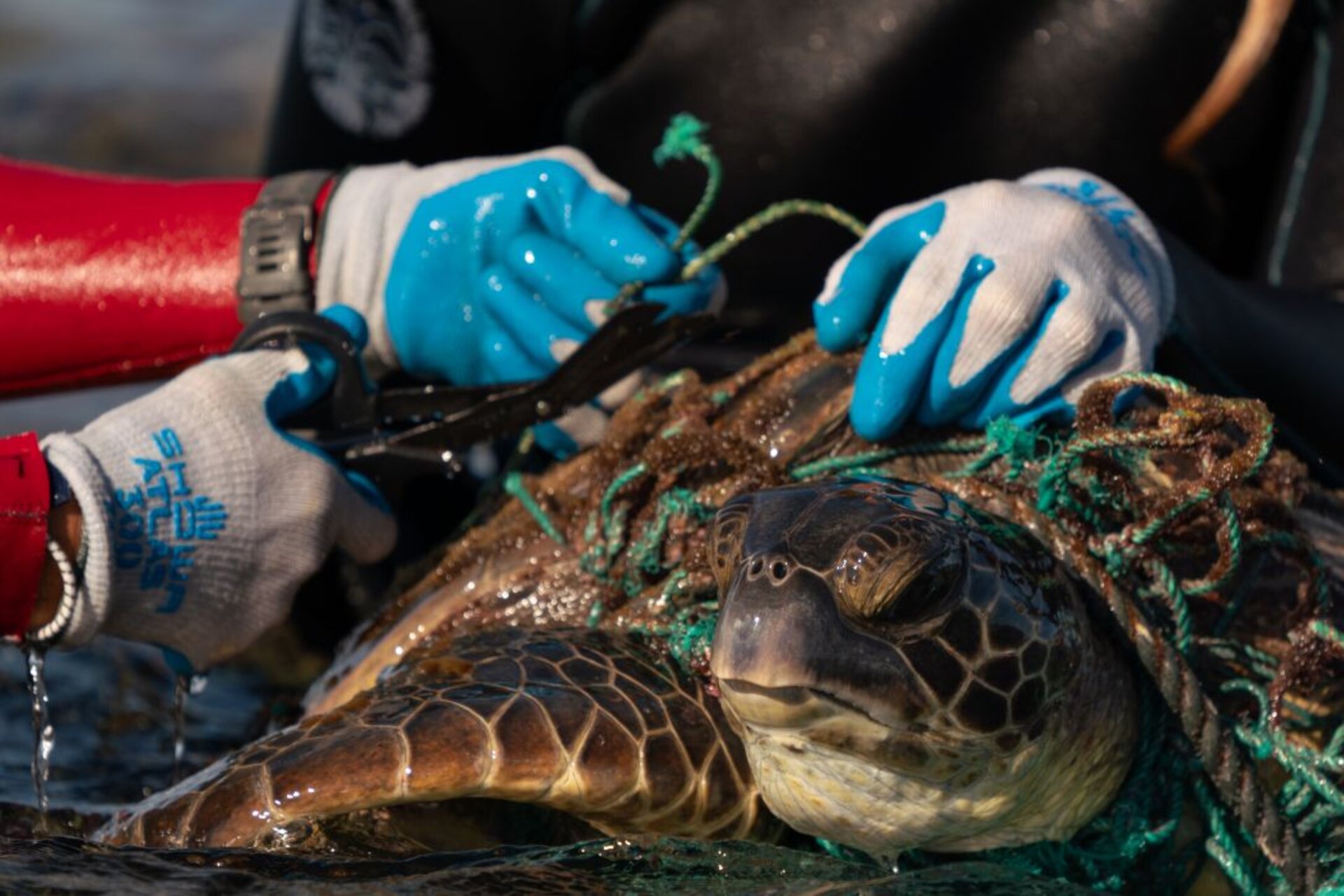 NOAA e Sea Grant: iniziative sostenibili per la salvaguardia degli ecosistemi marini attraverso la scienza, la tecnologia e l’impegno civico, affrontando la crisi globale dell’inquinamento da plastica