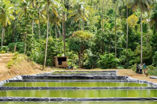 Dominica lancia un hub agricolo digitale contro la crisi climatica