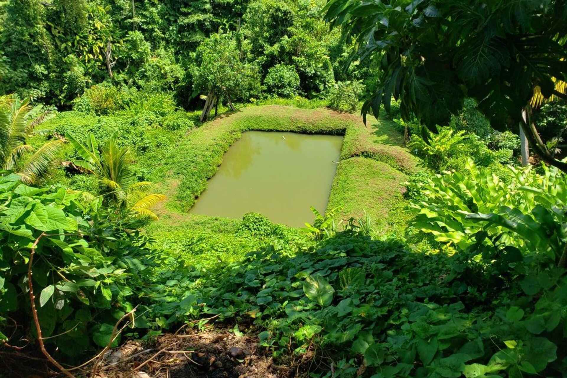 Dominica: hub digitali, innovazione agricola e sostenibilità climatica al centro della strategia nazionale per rilanciare il settore agroalimentare, migliorare la resilienza e creare opportunità per le piccole imprese e i produttori locali