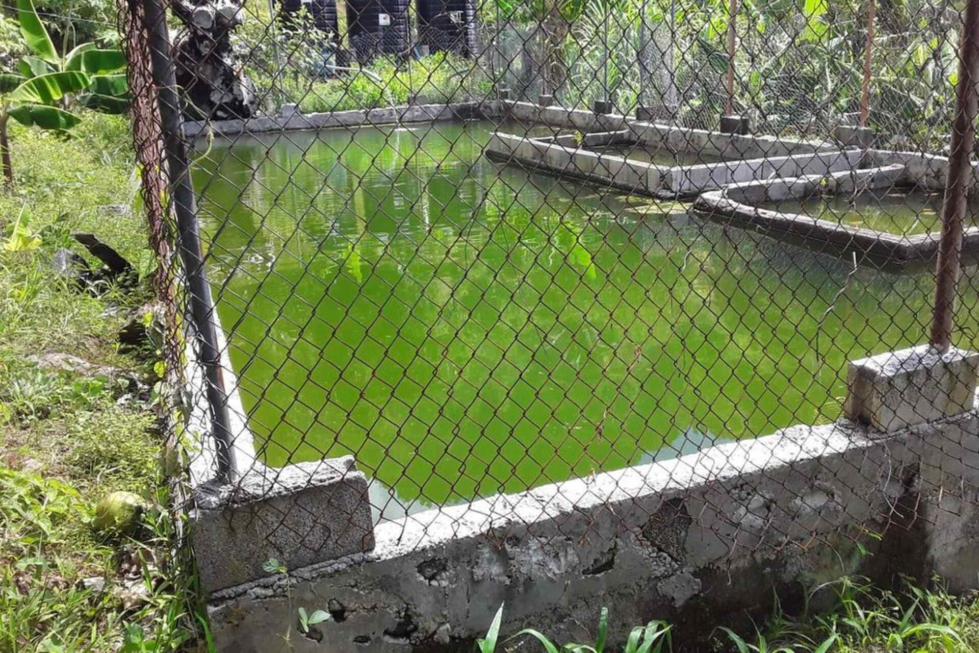 Dominica: hub digitali, innovazione agricola e sostenibilità climatica al centro della strategia nazionale per rilanciare il settore agroalimentare, migliorare la resilienza e creare opportunità per le piccole imprese e i produttori locali