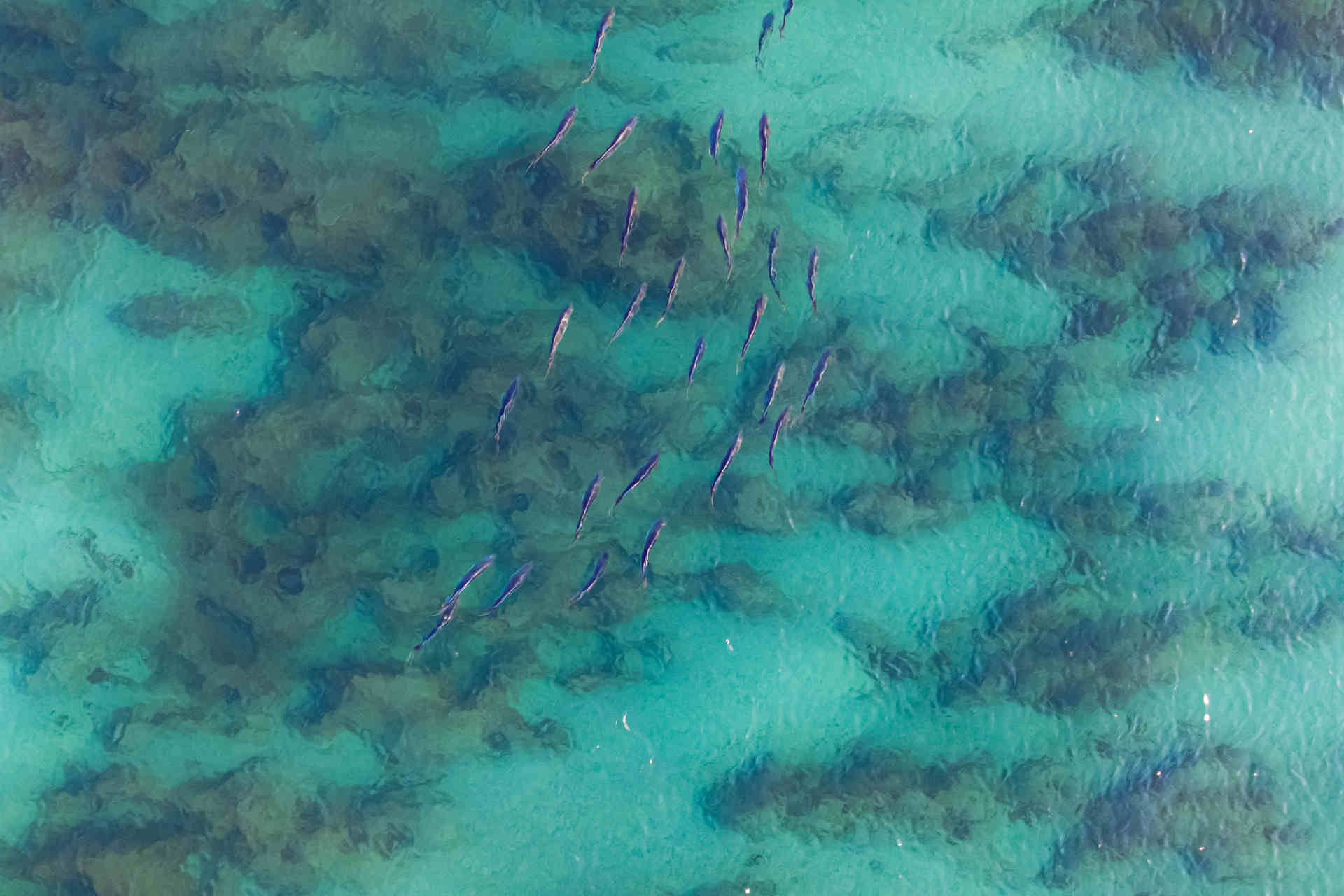 Le aree marine protette funzionano: lo dimostrano le immagini satellitari