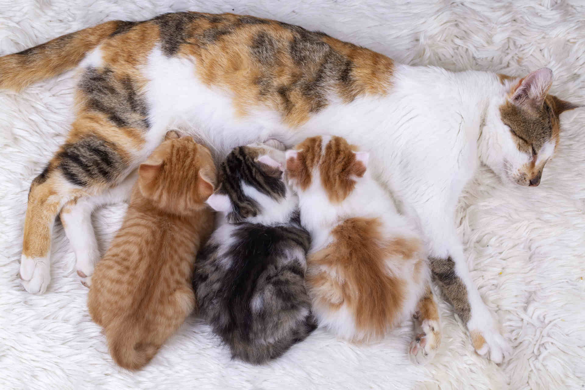 La mutazione genetica alla base dei gatti arancioni, calico e tartarugati