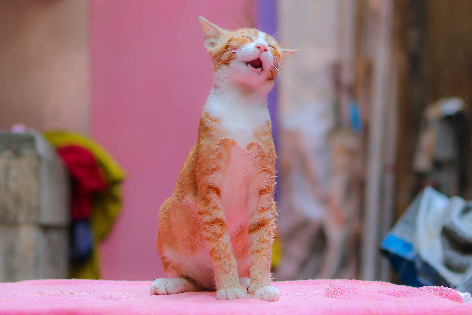Gatti arancioni: nessun collegamento tra colore e personalità (per il momento)