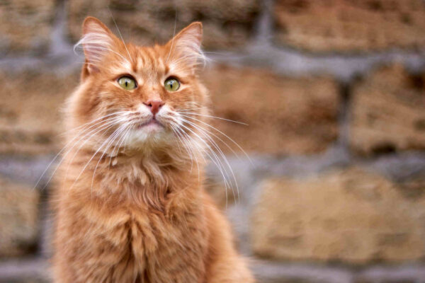 Cosa rende arancioni i gatti arancioni?