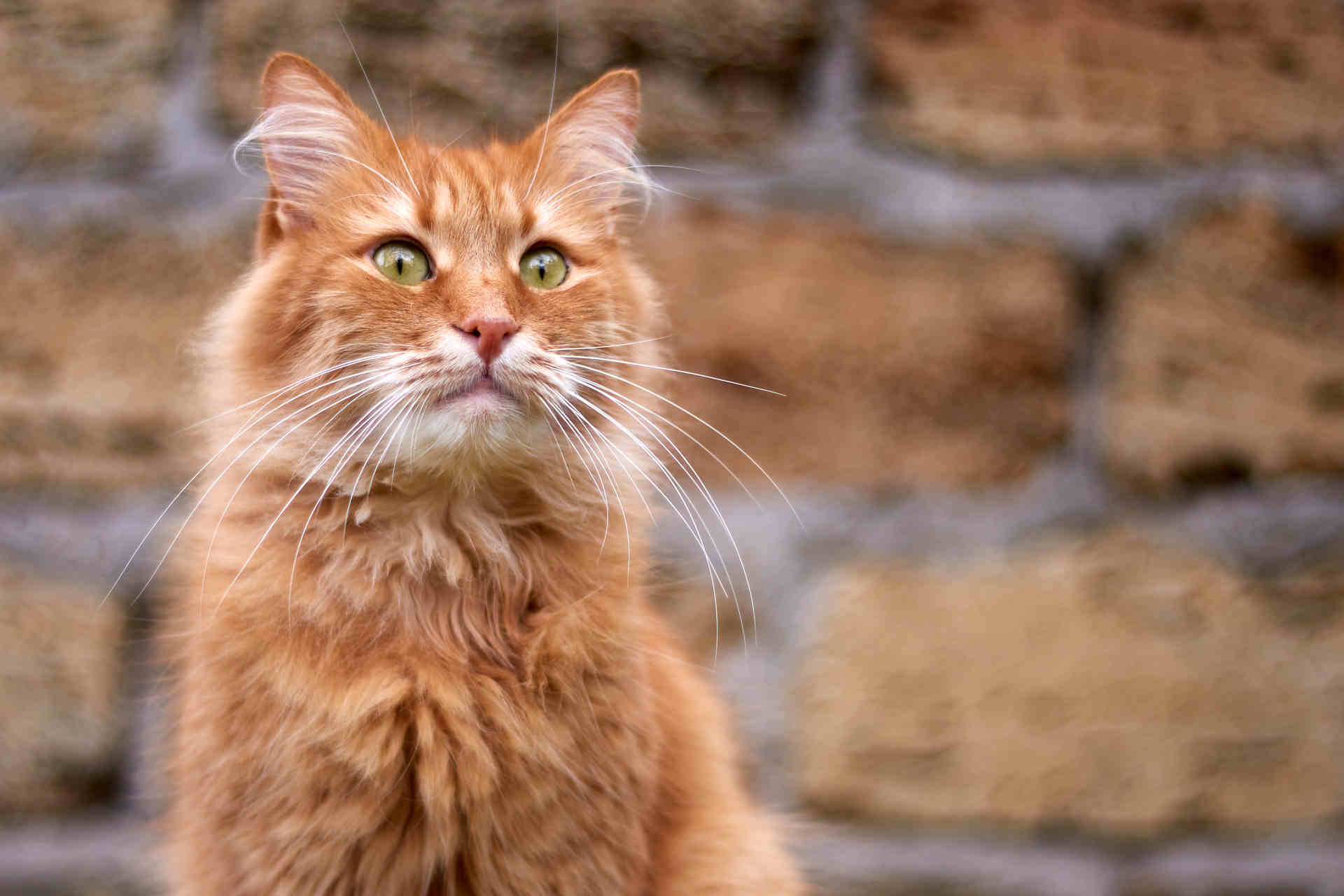 Cosa rende arancioni i gatti arancioni?