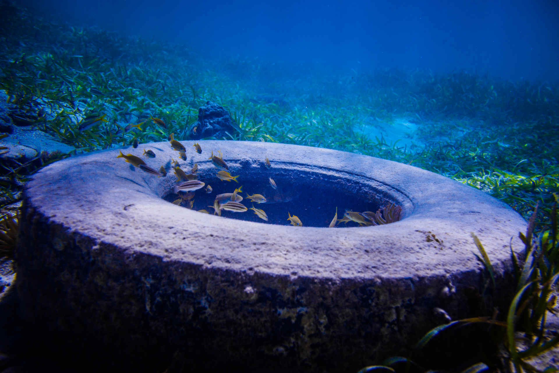 Inquinamento da plastica sui fondali oceanici