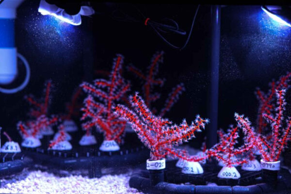 La laboriosa rinascita delle barriere coralline di Porto Rico